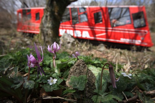 【茨城】[つくば市]第１９回　筑波山頂カタクリの花まつり[2019/04/01-21] 	->画像>2枚 