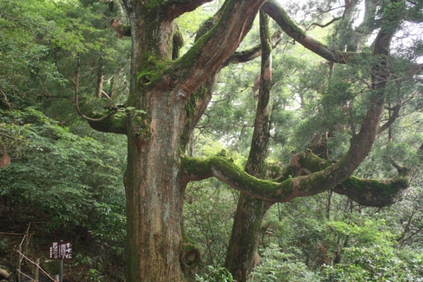 紫峰杉